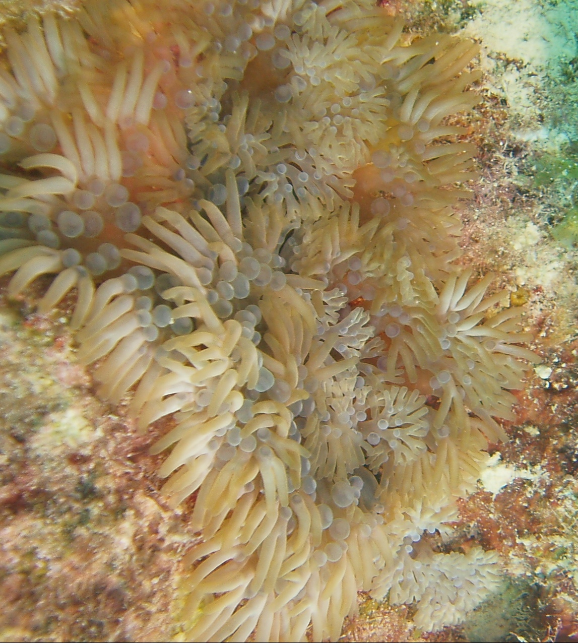 Branching anemone