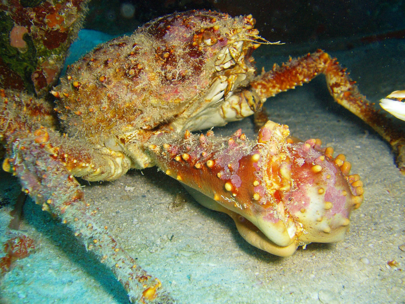 Channel crab