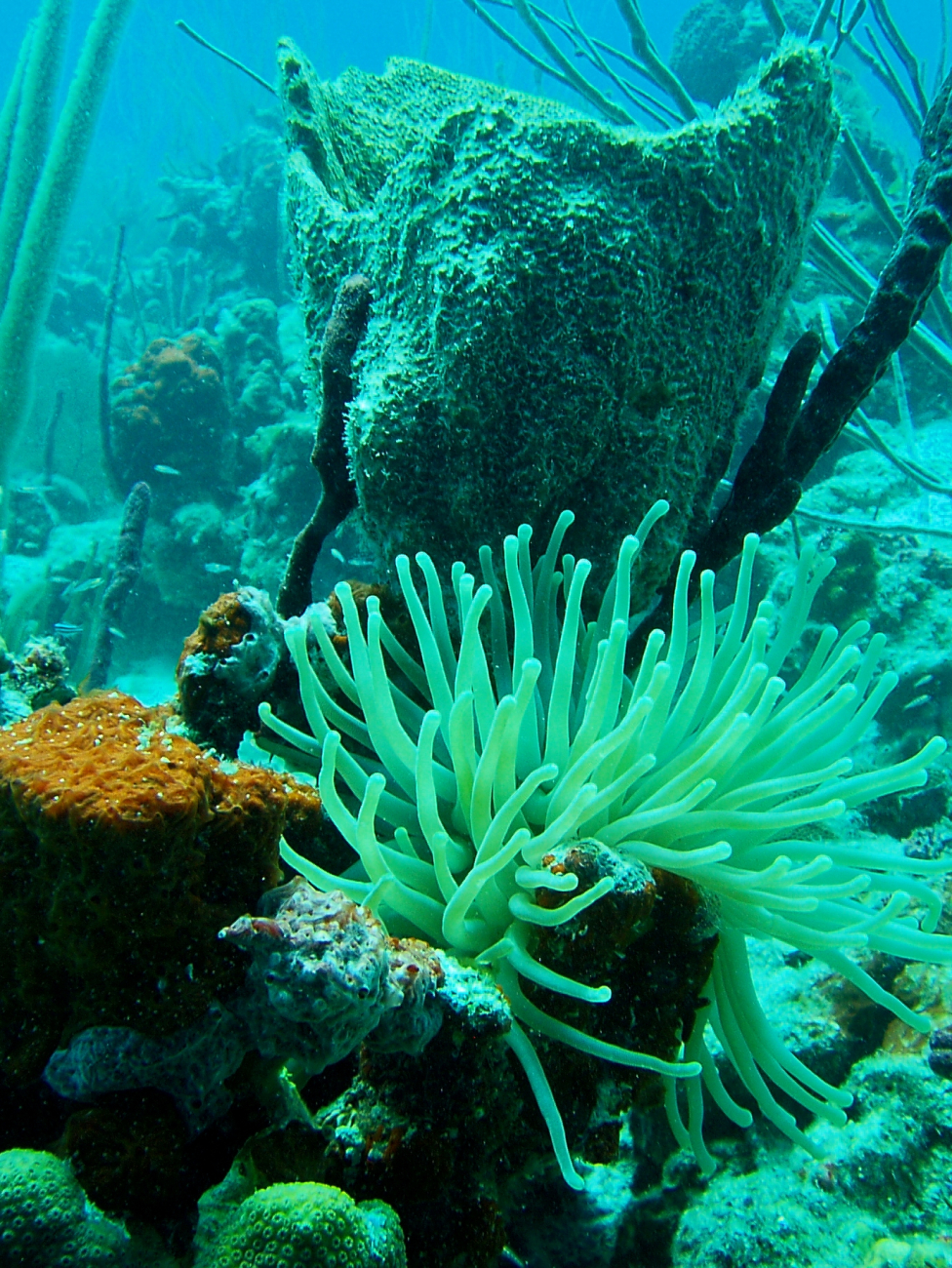 Giant Caribbean anemone, barrel sponge, and encrusting sponge