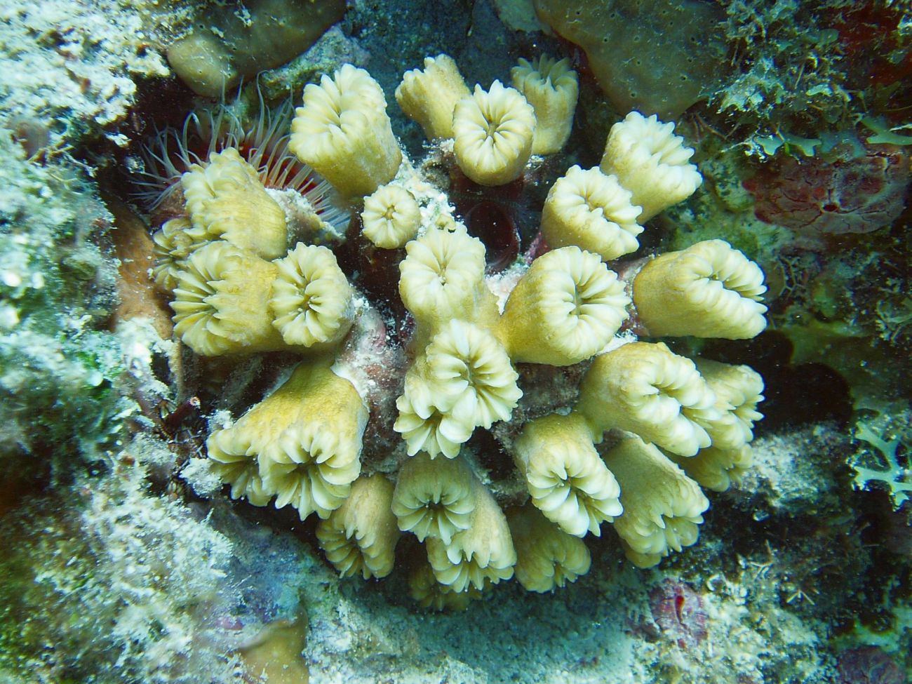 A hidden cup coral and a file clam