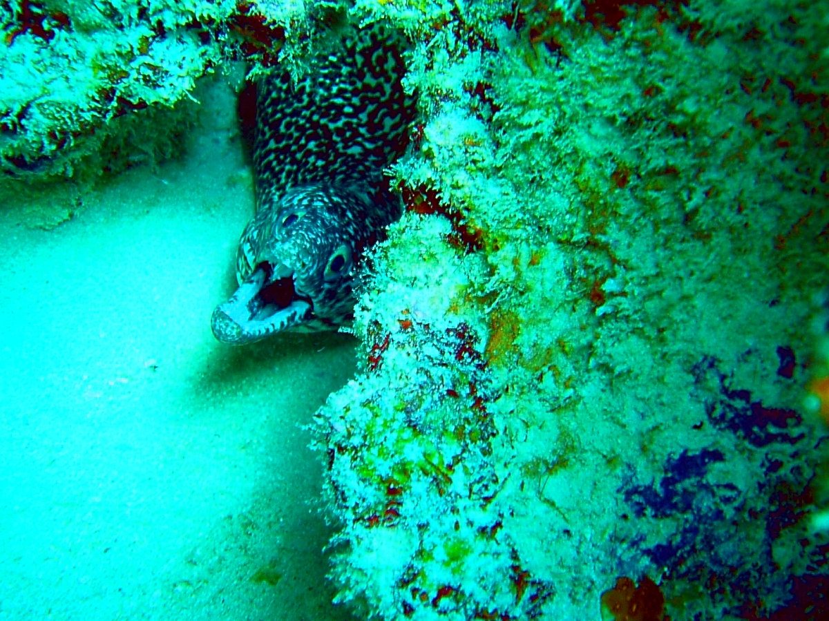 Juvenile spotted moray eel (Gymnothorax moringa)