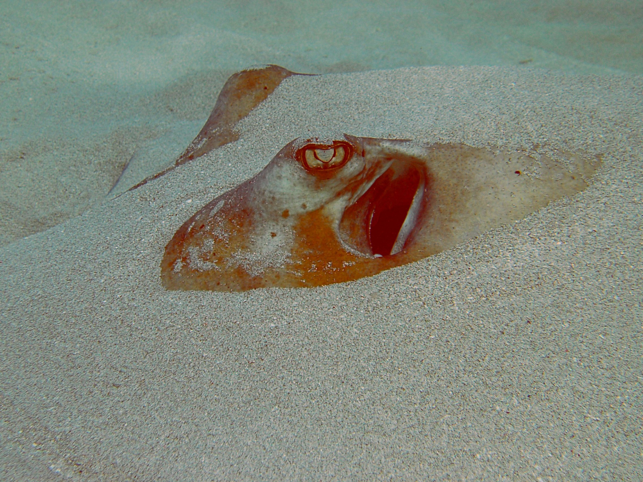 Southern Ray in sand