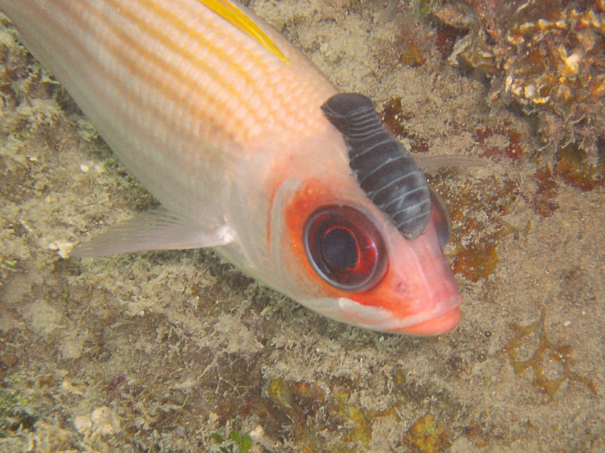 Squirrelfish with an isopod attached to its head