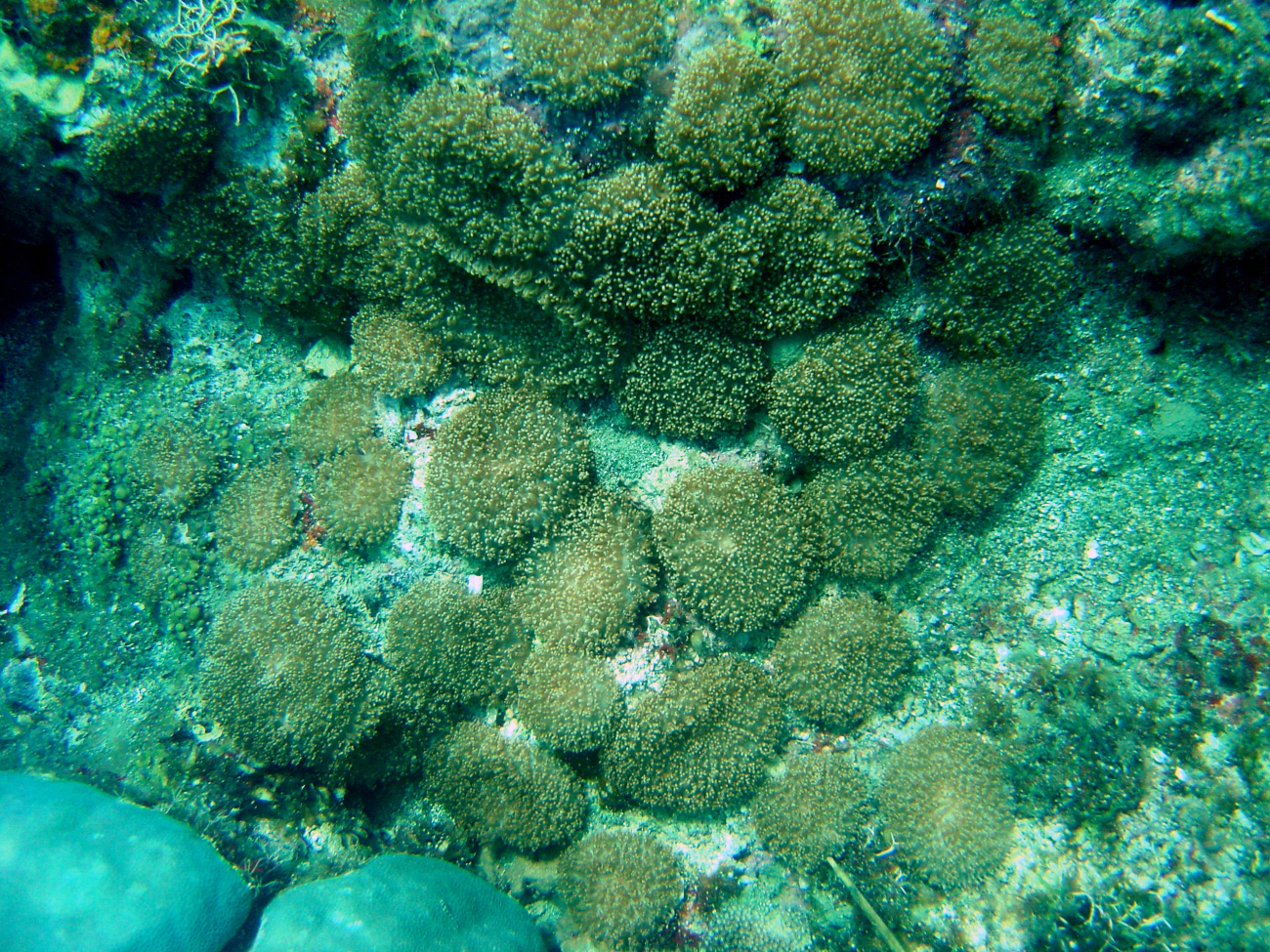 Coral (Fungia sp