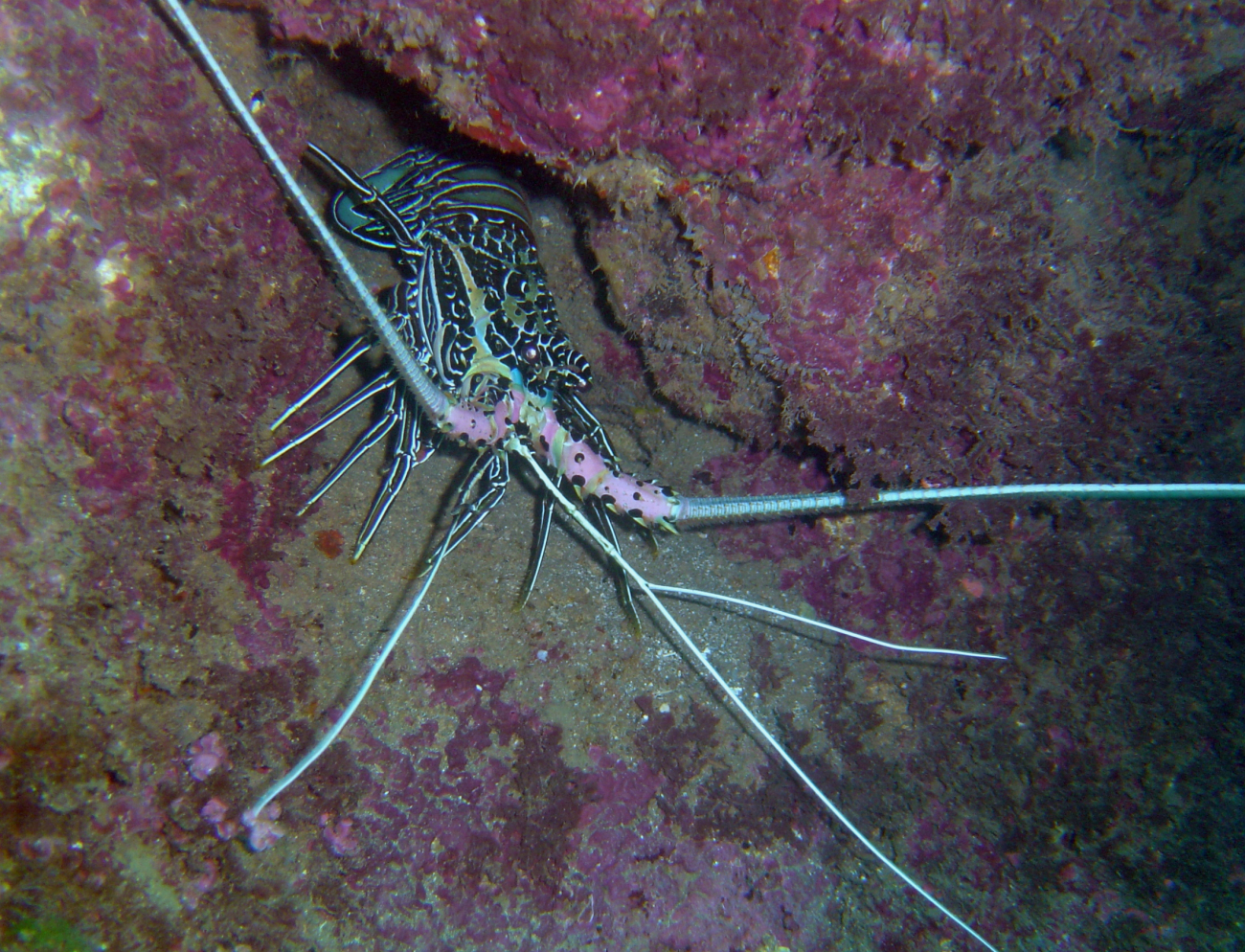 Rock lobster (Panulirus versicolor?)