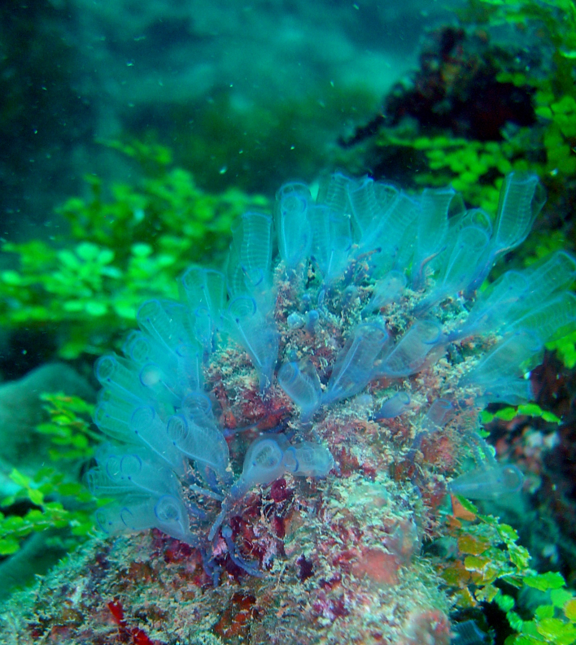 A tunicate colony (Clavelina moluccensis?)