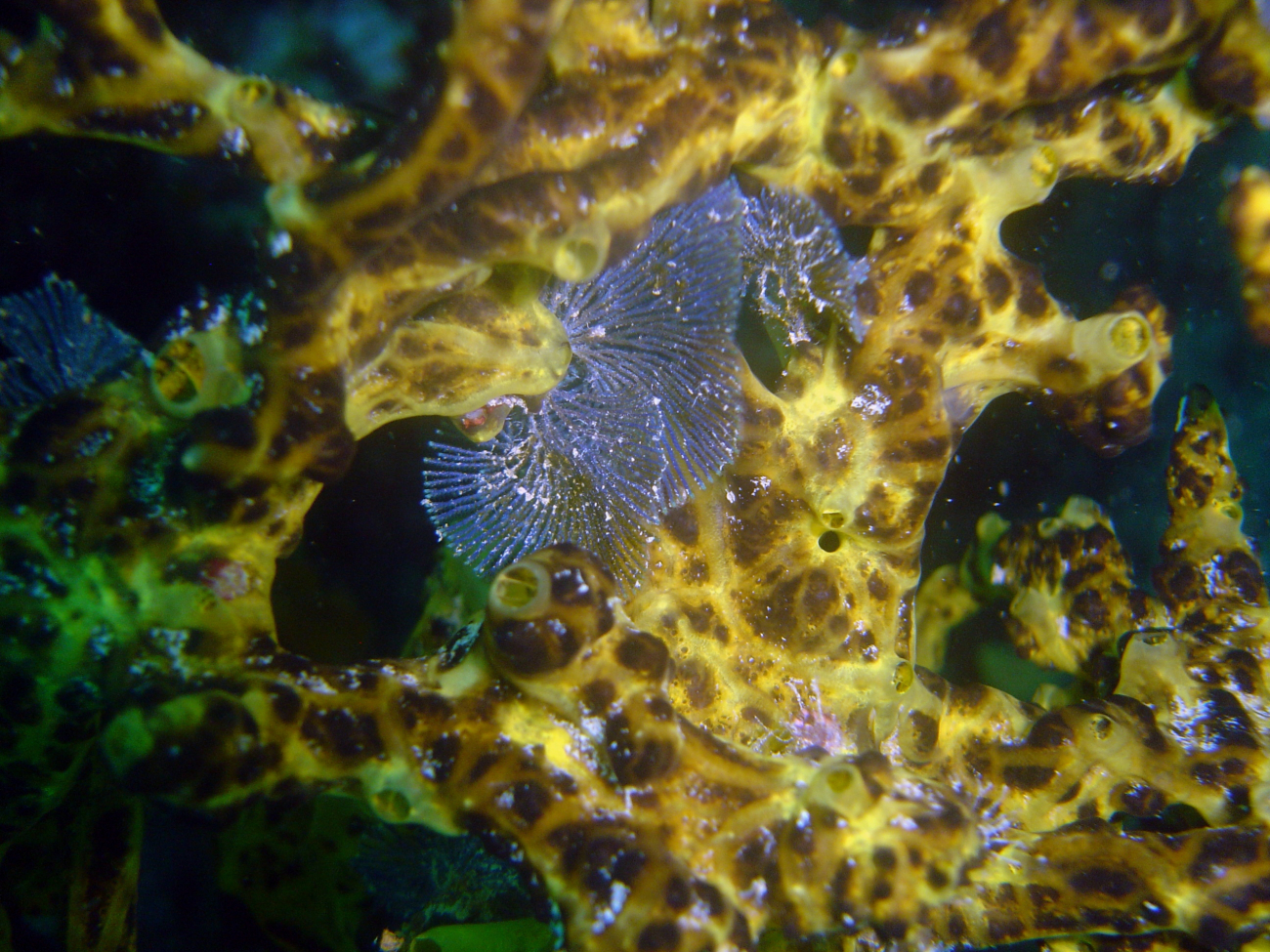 Unidentified sponge with hydroid?