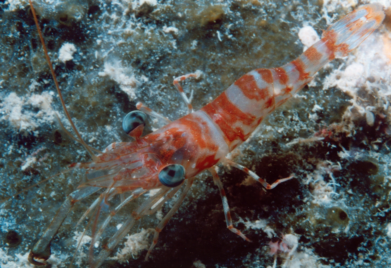 Hinge-beaked shrimp (Rhynchocinetes sp