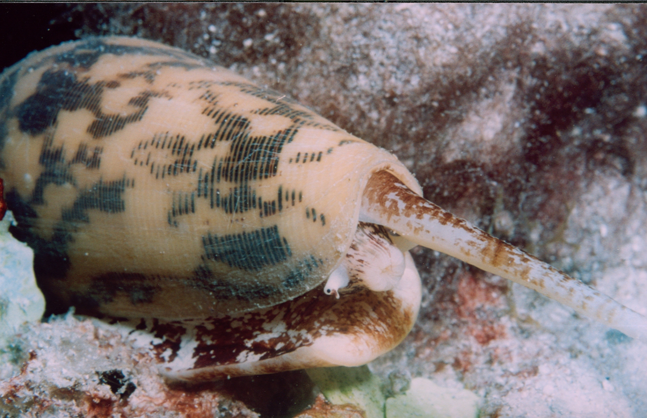 Cone shell (Conus sp