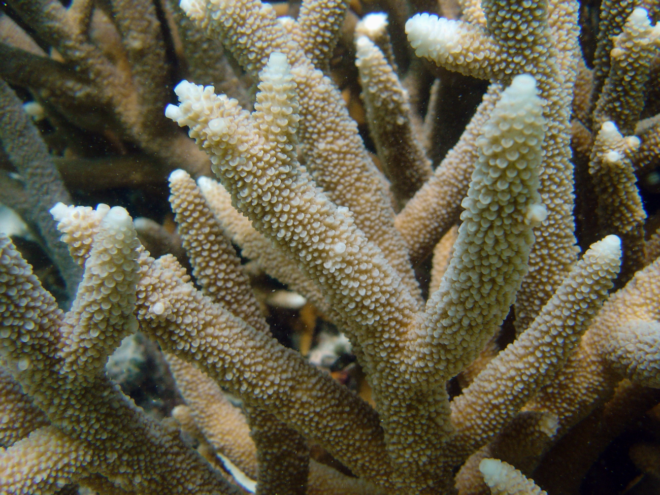 Staghorn coral (Acropora sp