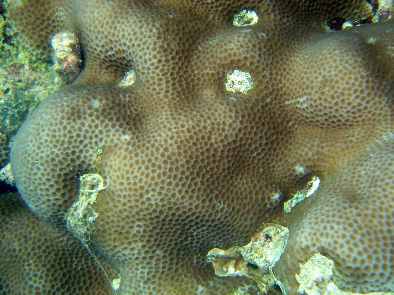 Coral unidentified