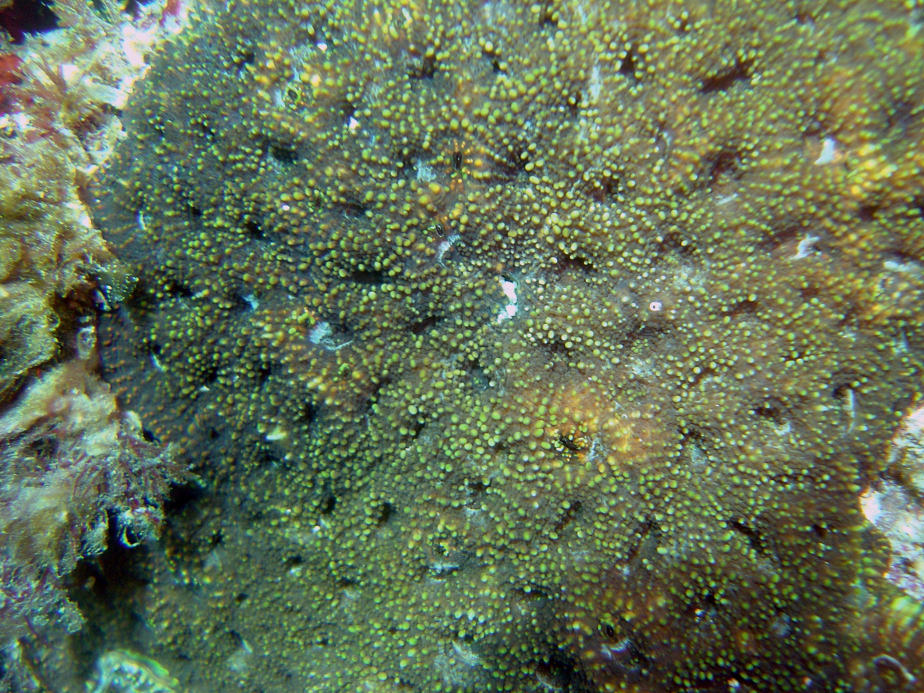 Coral (Discosoma sp