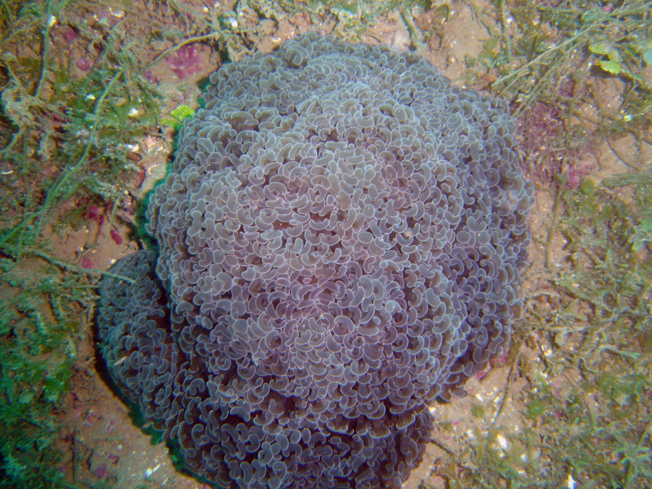 Coral (Euphyllia ancora)