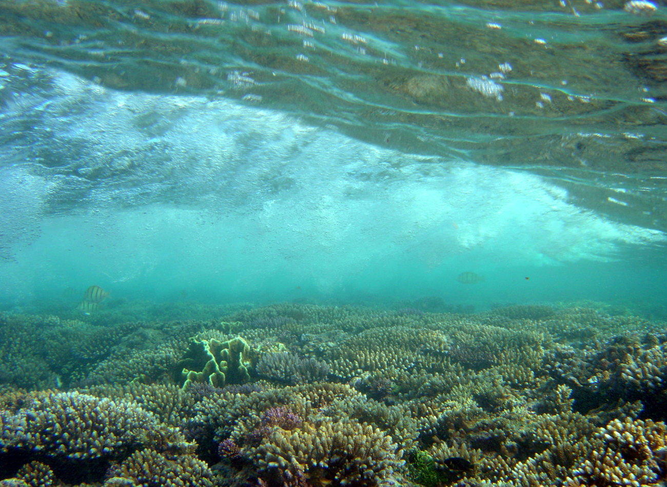 Shallow reef with breaking wave as seen from below