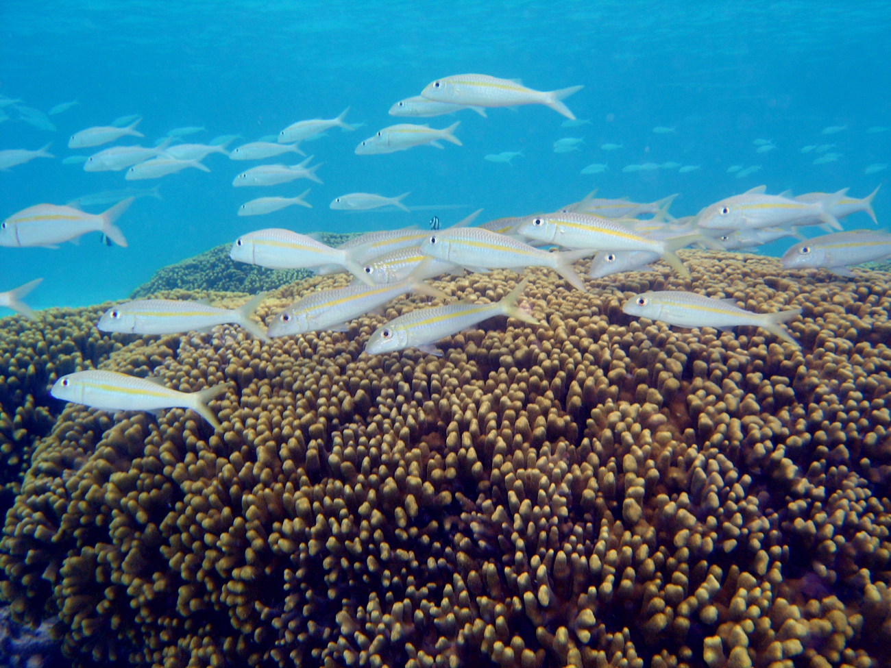 Reef scene with school of goatfish (Mulloidicthys sp