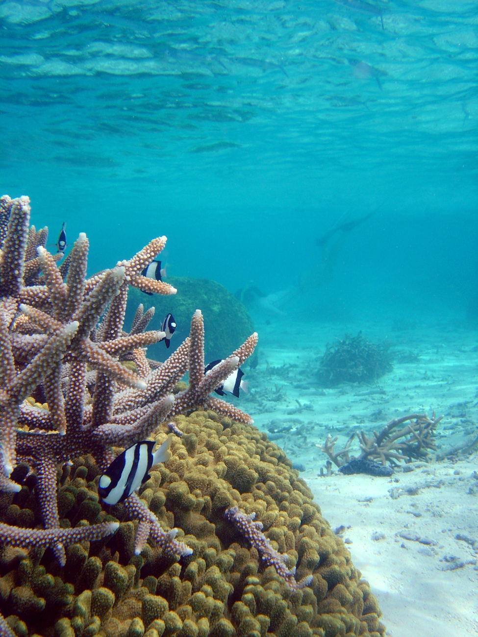 Reef scene with damselfish (Dascyllus aruanus) in foreground