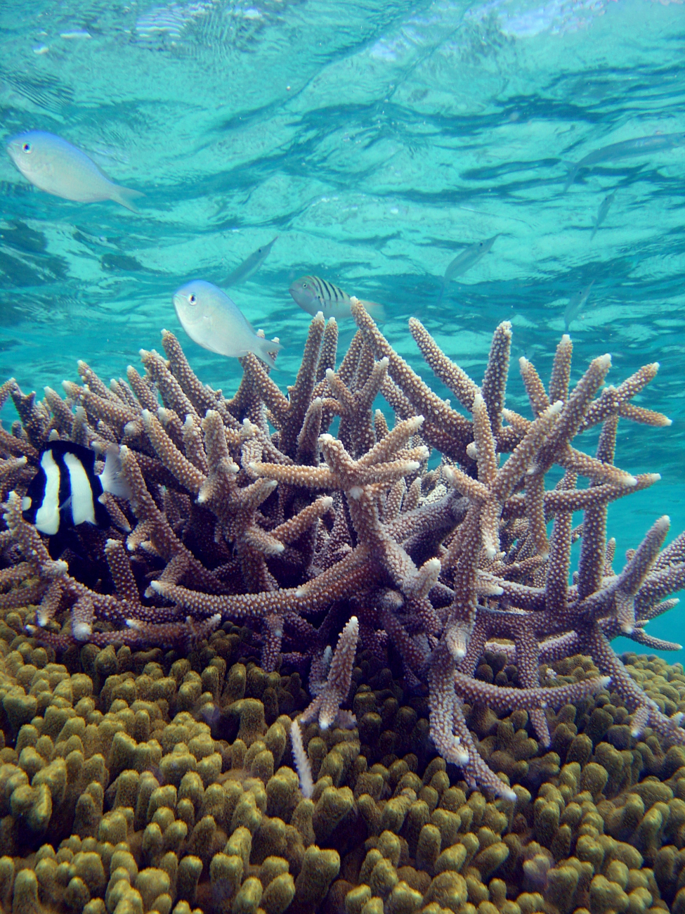 Reef scene with damselfish (Dascyllus aruanus) in left foreground