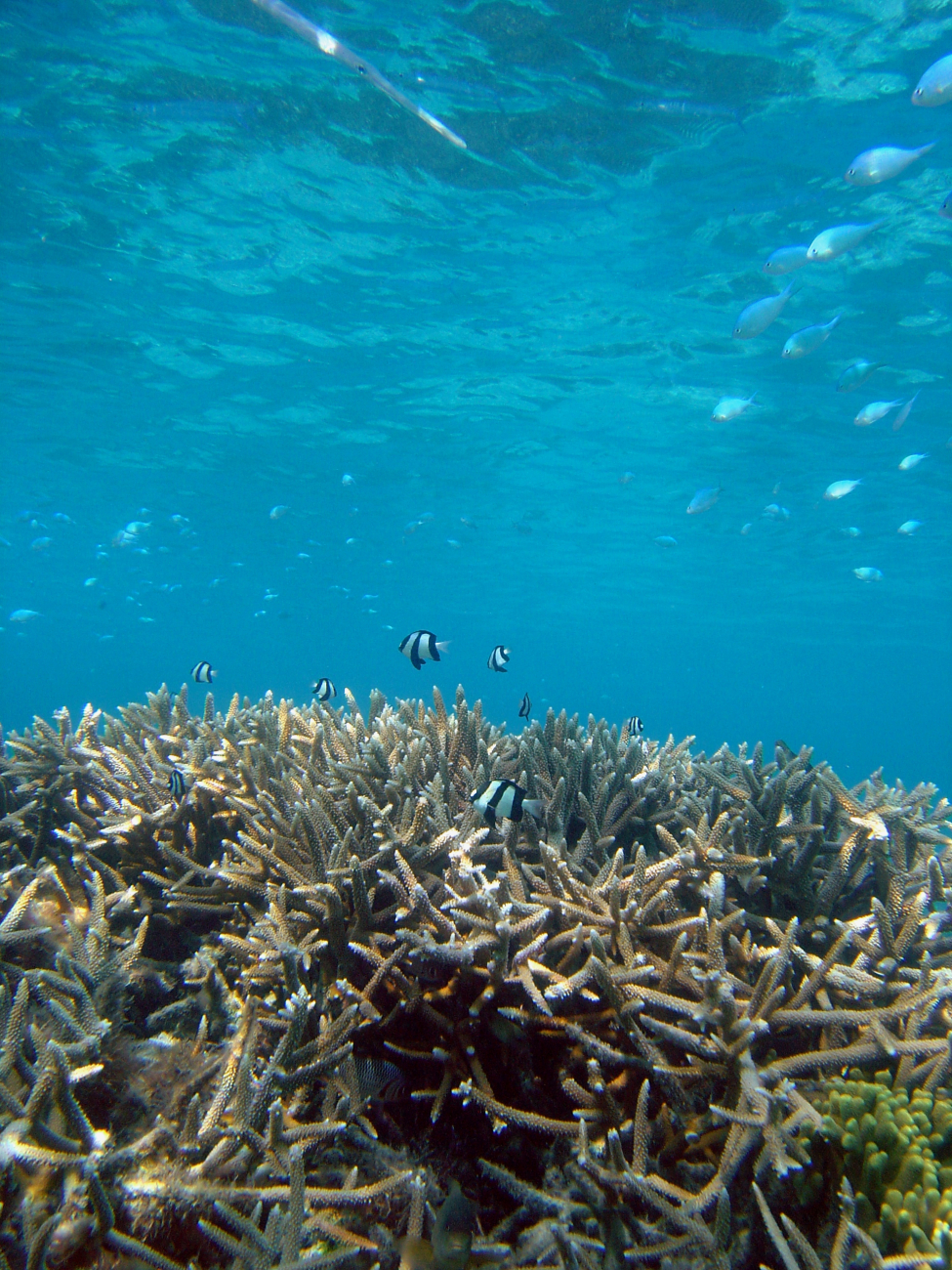 Reef scene with damselfish (Dascyllus aruanus) in distance