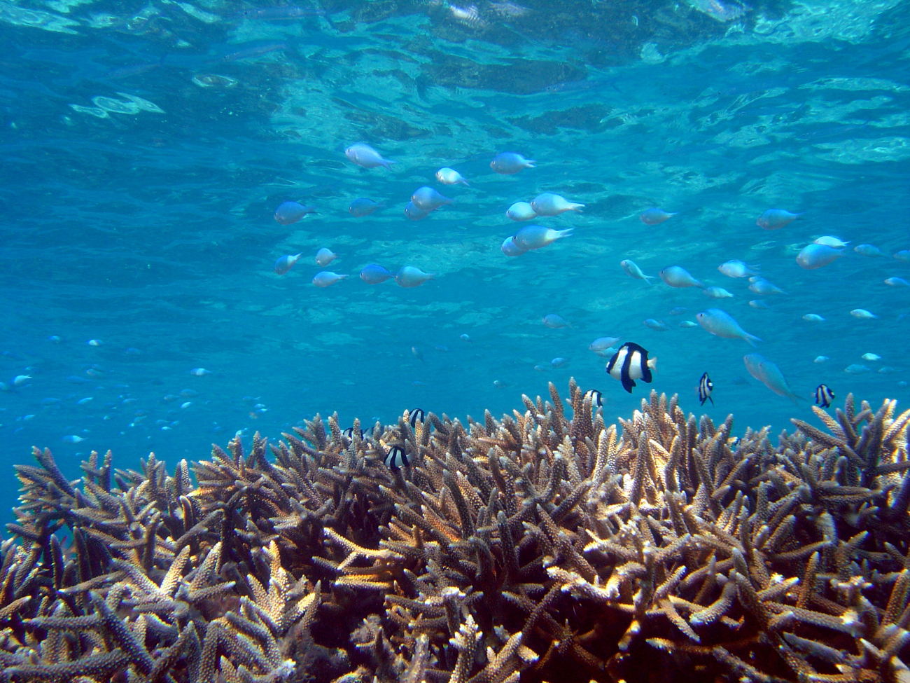 Reef scene with humbug damselfish (Dascyllus aruanus) just abovecoral and unknown type of schooling damselfish higher in water column
