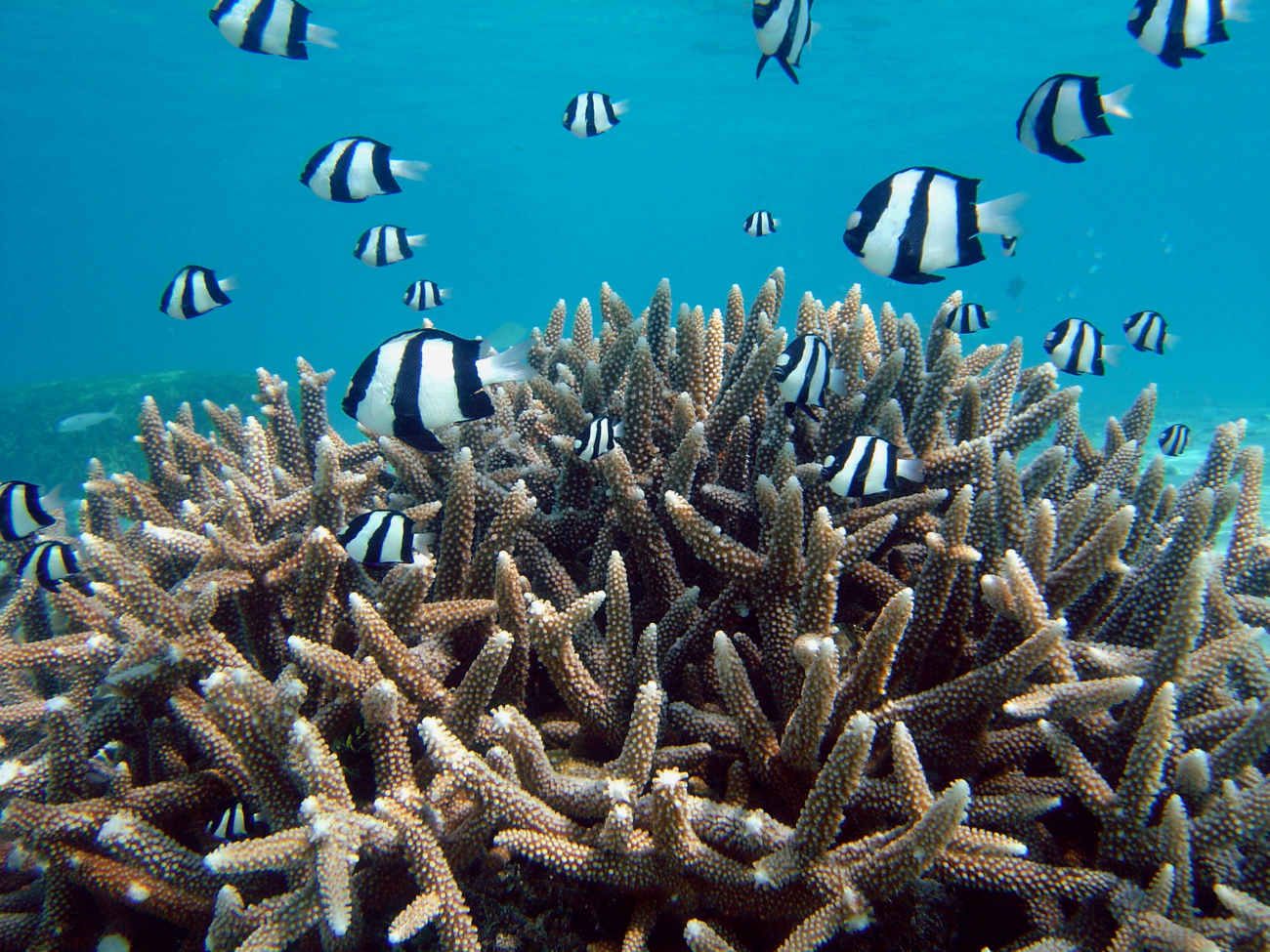 Reef scene with damselfish (Dascyllus aruanus)