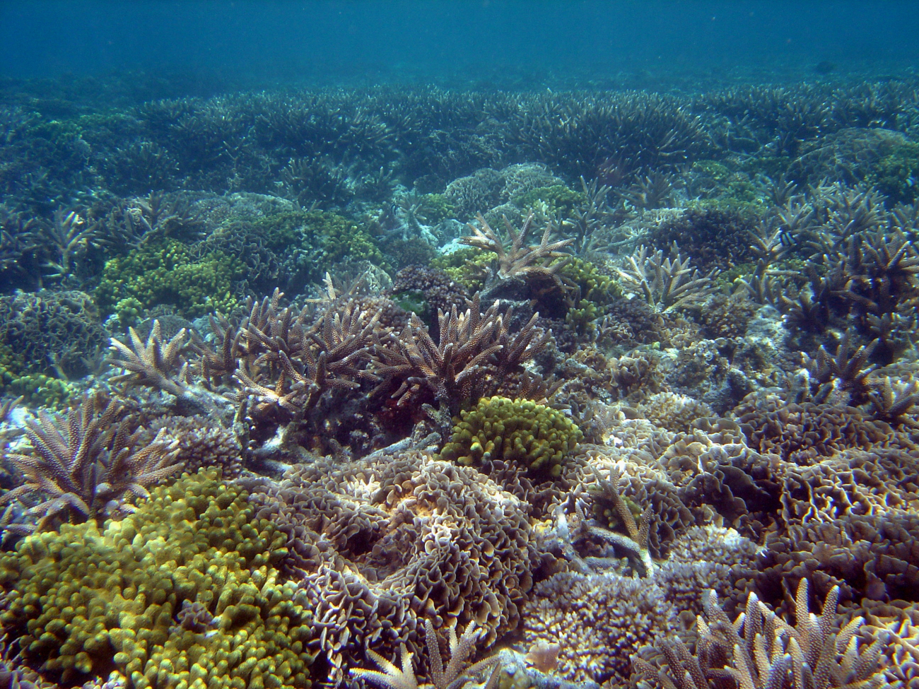 Diverse coral species populate reef scene