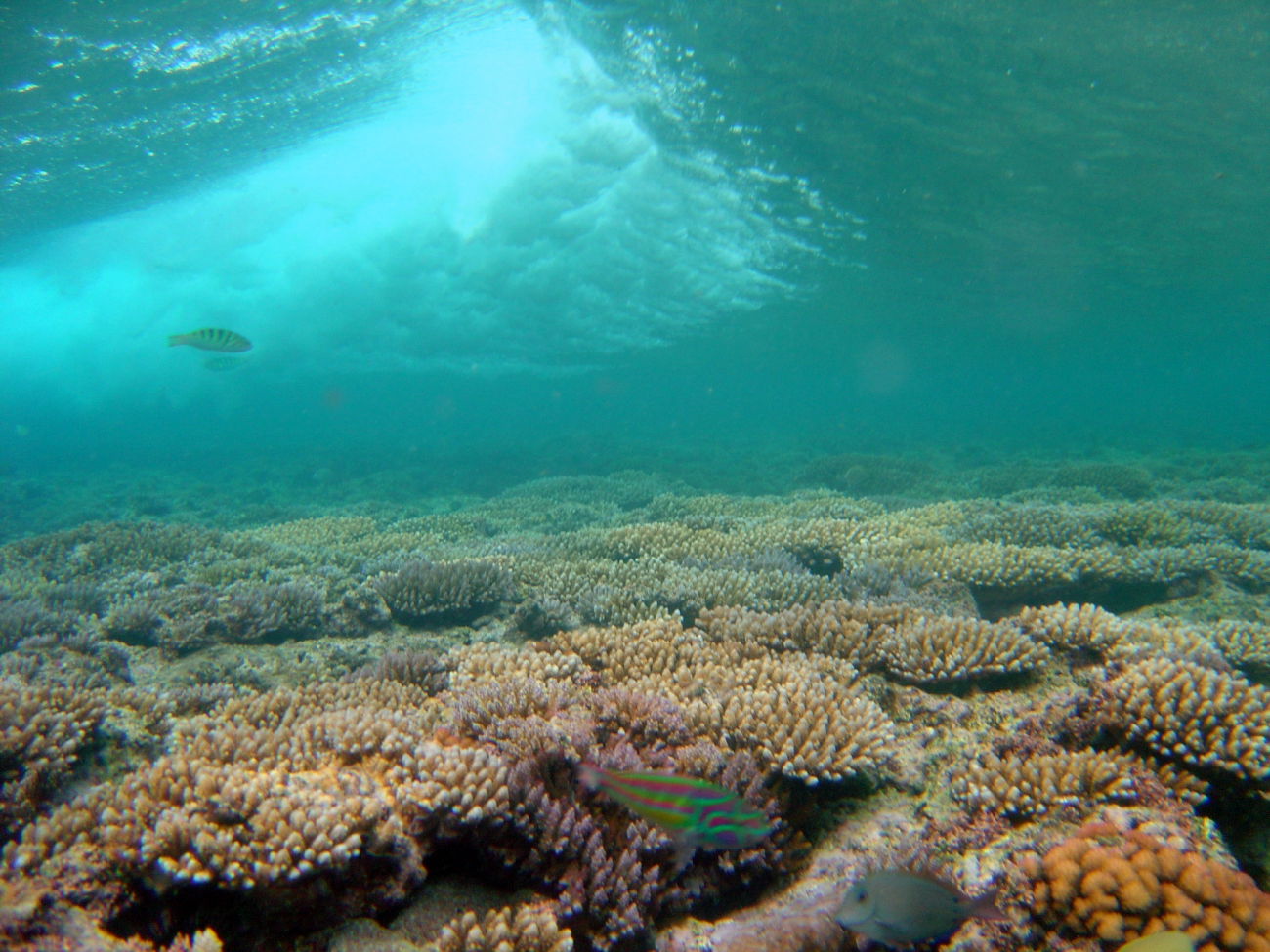 Fivestripe (Thalassoma quinquevittatum) wrasse in foreground with breakingwave over shallow reef