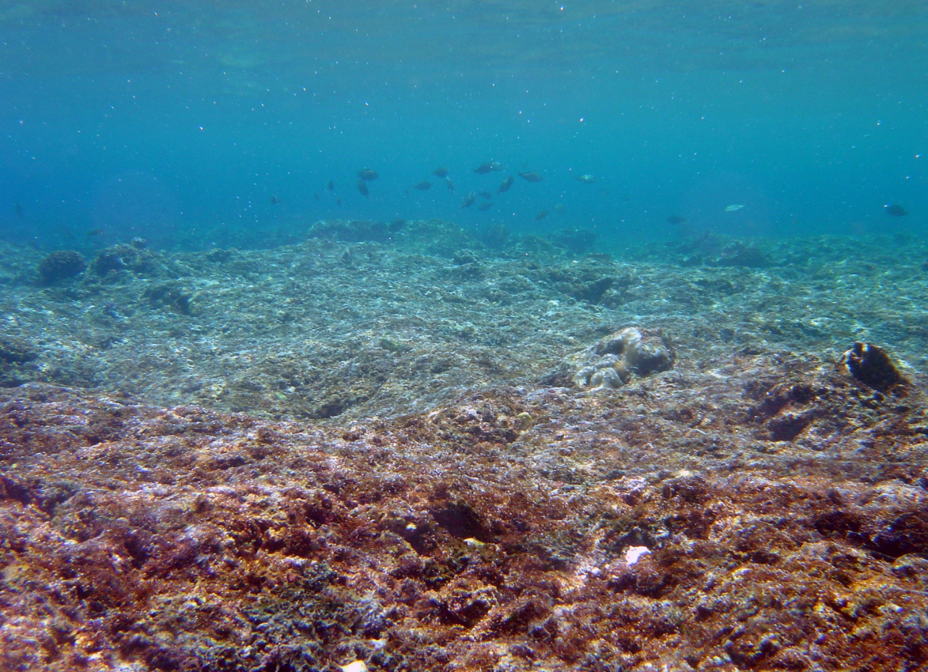 A dead reef