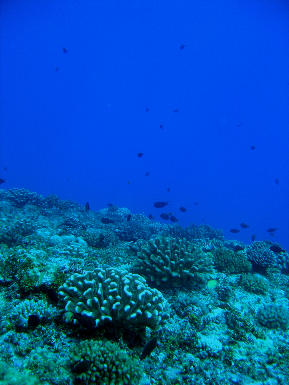 Reef scene with reef fish