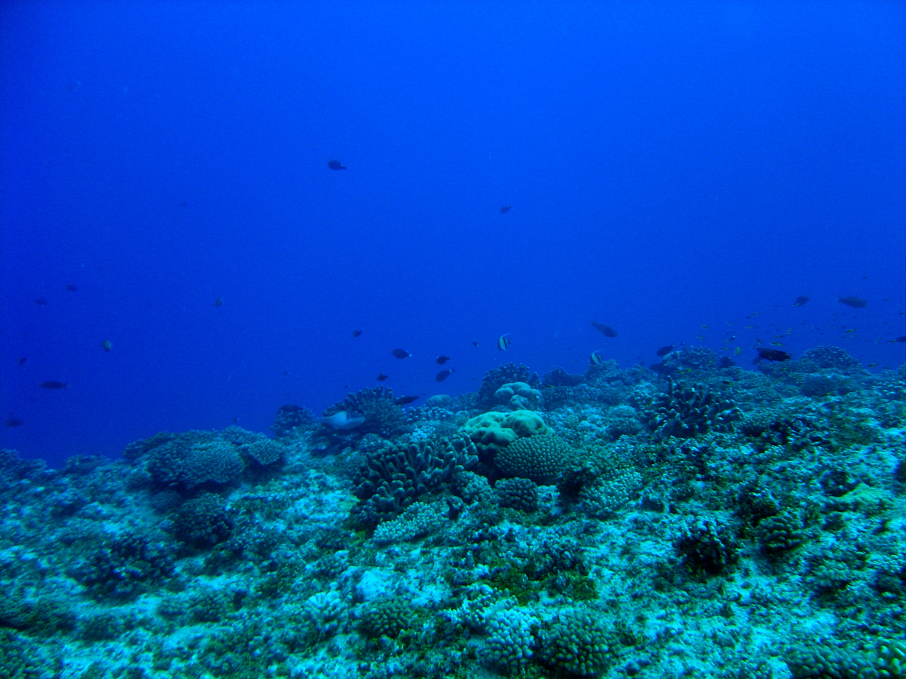 Reef scene with a variety of reef fish