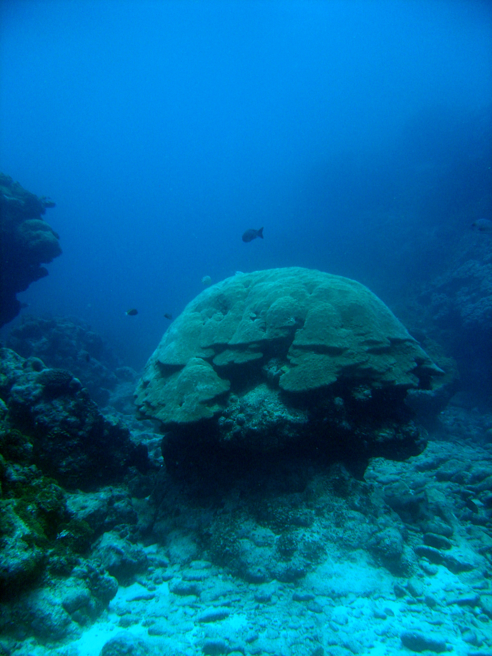 Large mushroom shaped coral with reef fish