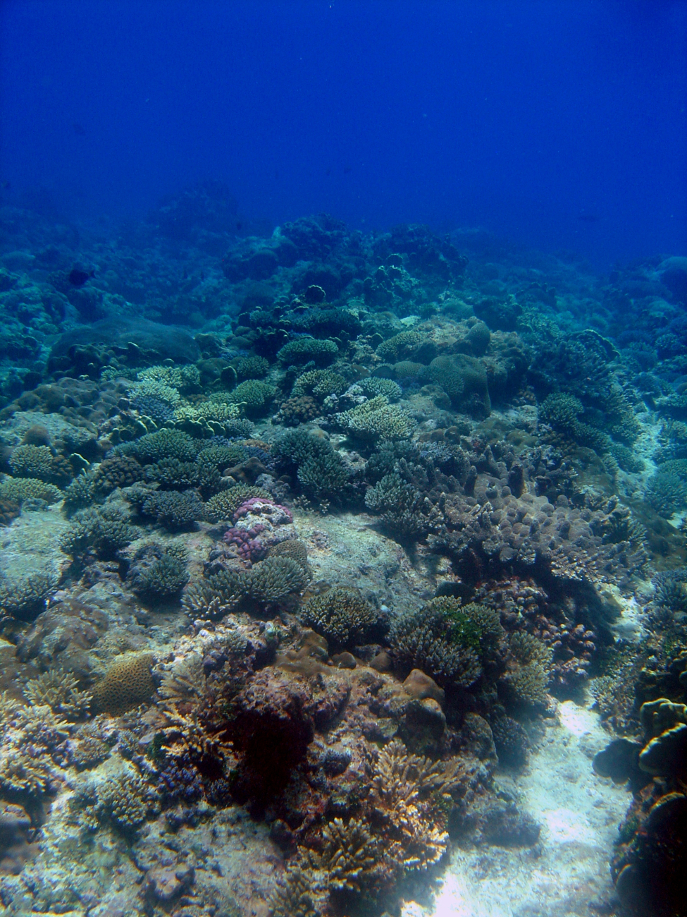 Reef scene with coral
