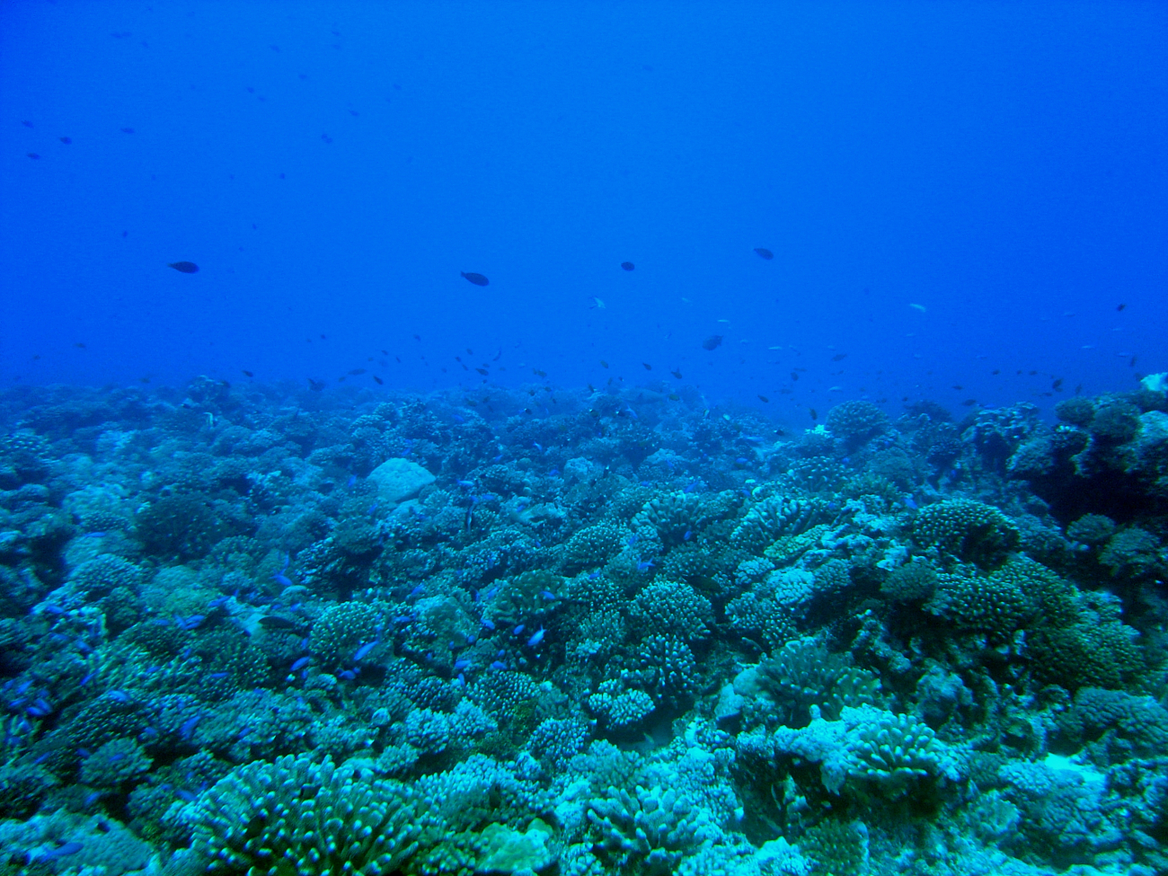 Reef scene with numerous reef fish