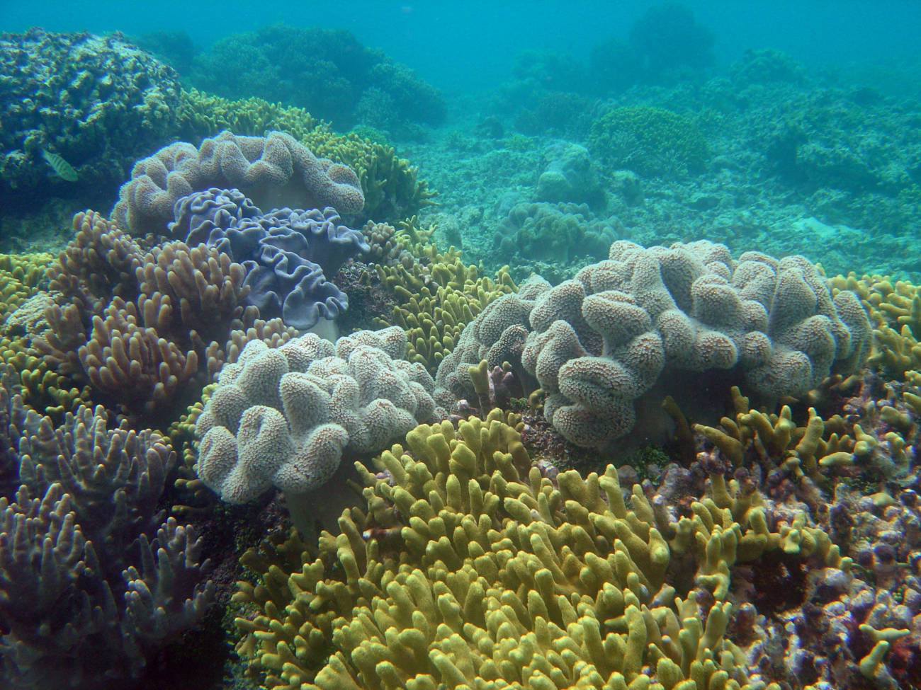Beautiful multi-colored coral reef scene