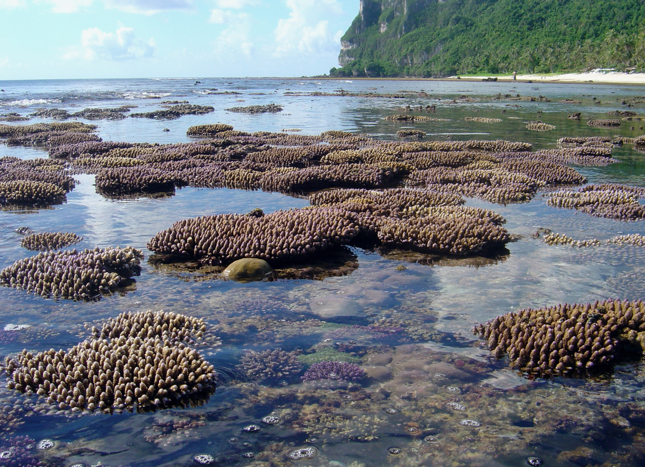 Shallow reef baring at low tide