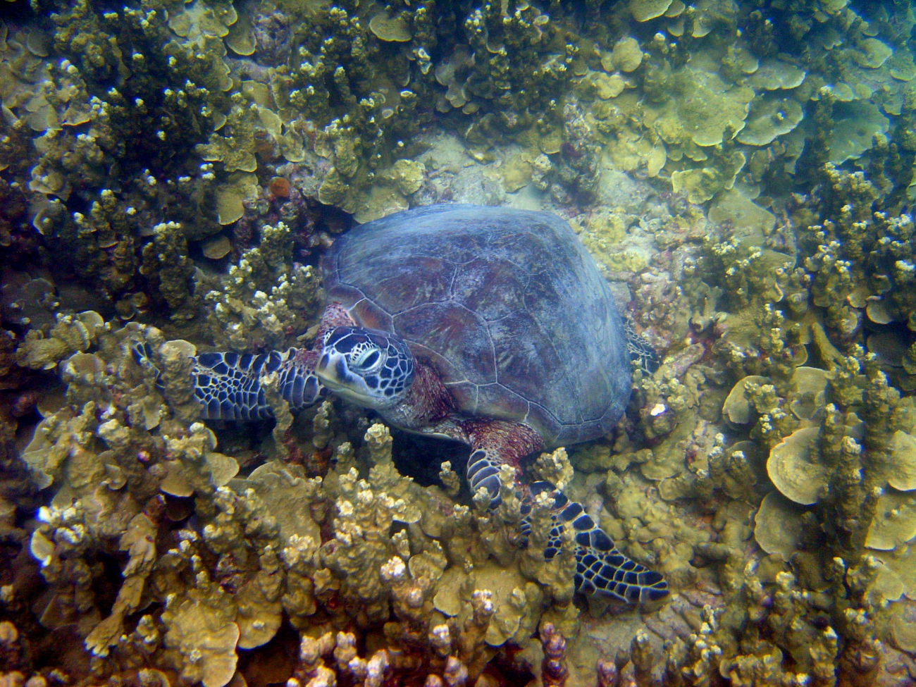 Green turtle on reef
