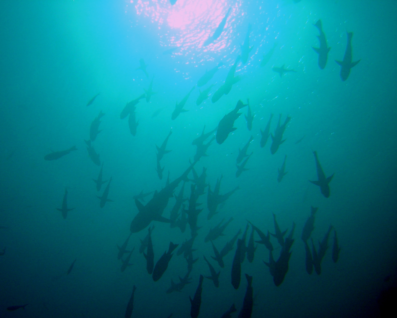 Shark and fish between diver and surface