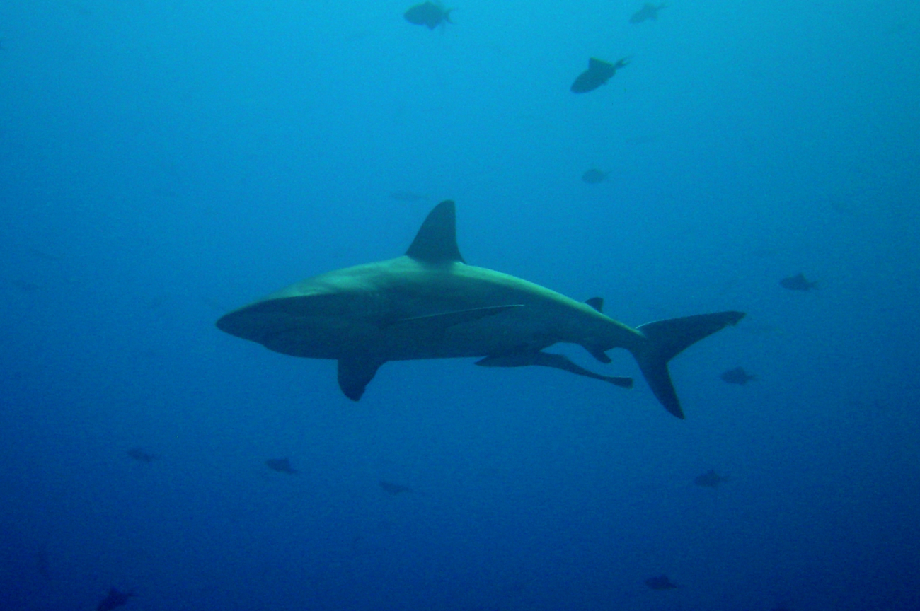 Large shark (Carcharinus sp