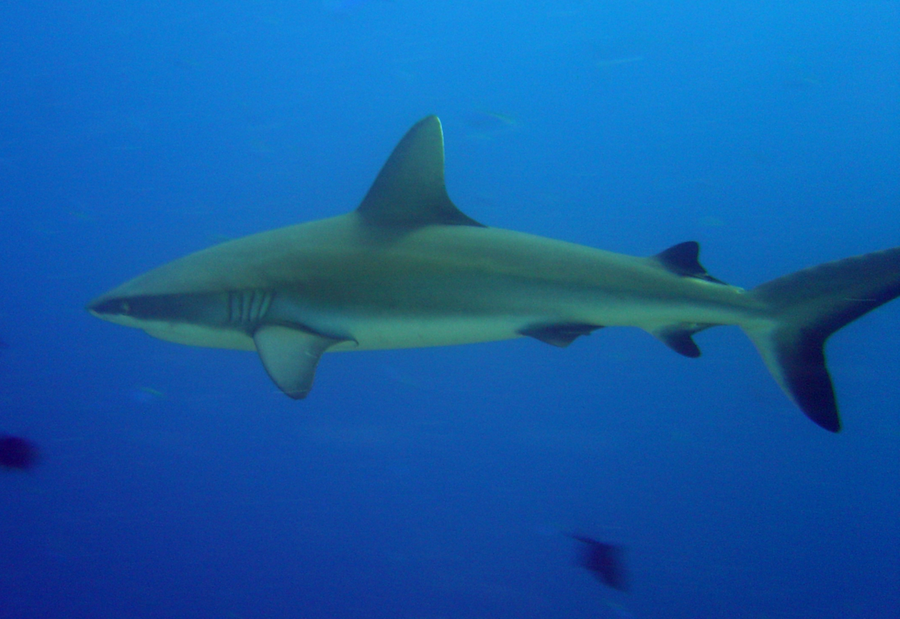 Gray reef shark (Carcharinus amblyrhynchos)