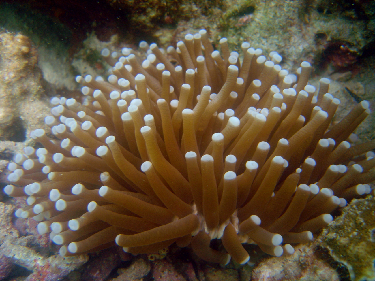 Large sea anemone (Heliofungia actiniformis)