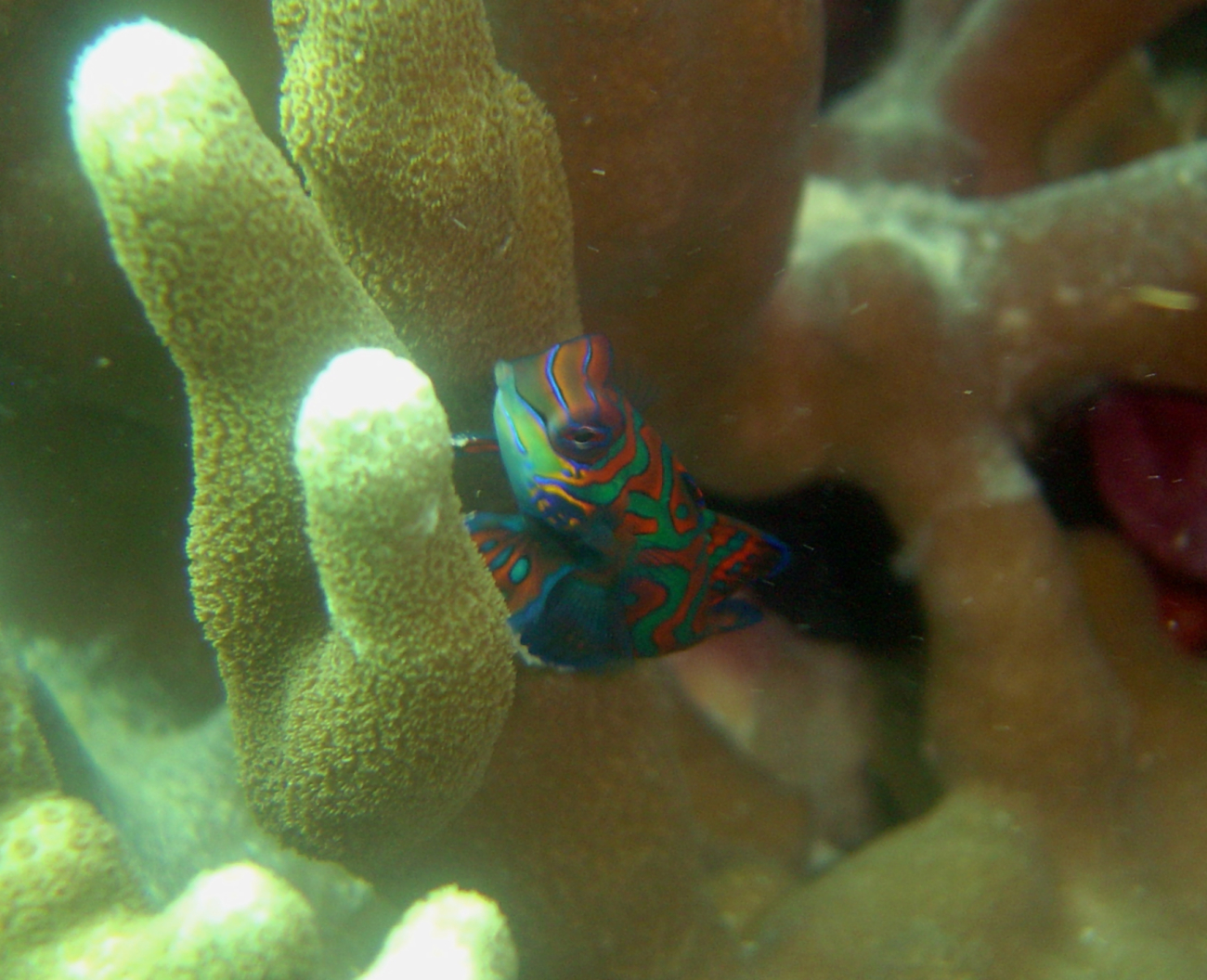 Mandarinfish (Synchiropus splendidus)