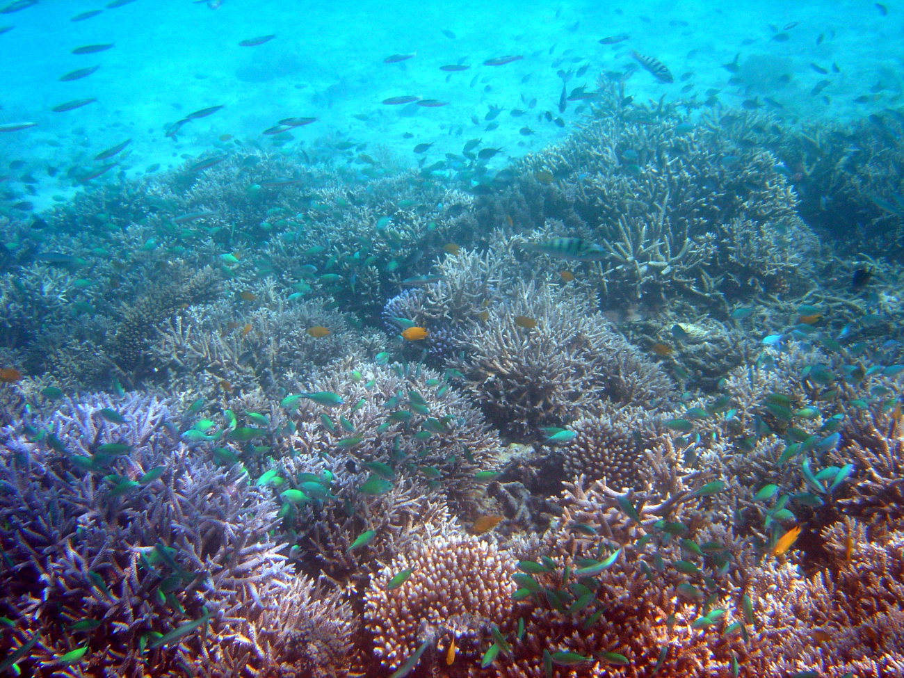 Reef scene with green damselfish