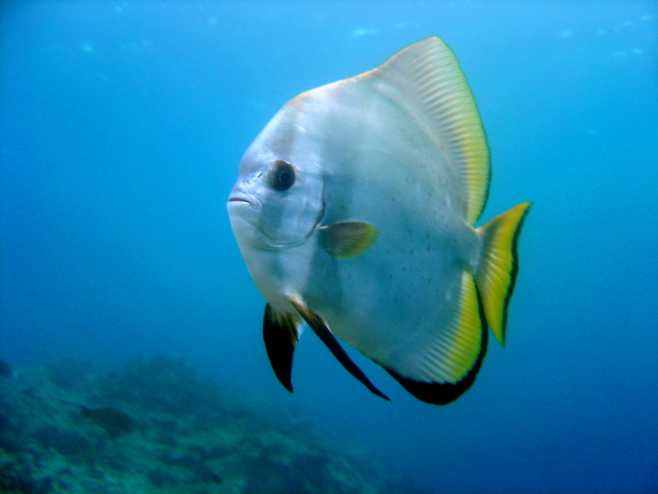 Pinnate spadefish (Platax pinnatus)
