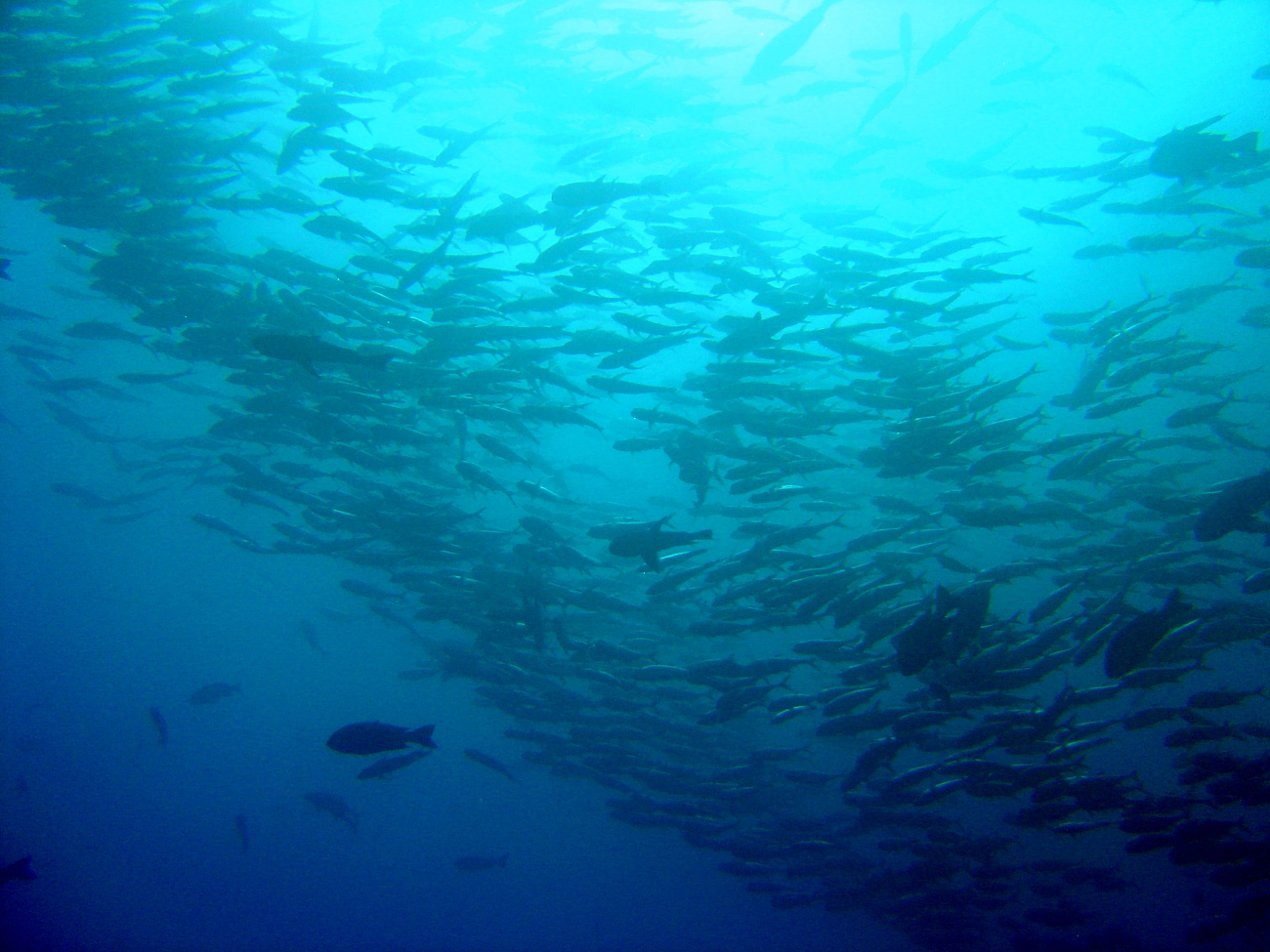 School of fish silhouetted in the sunlight