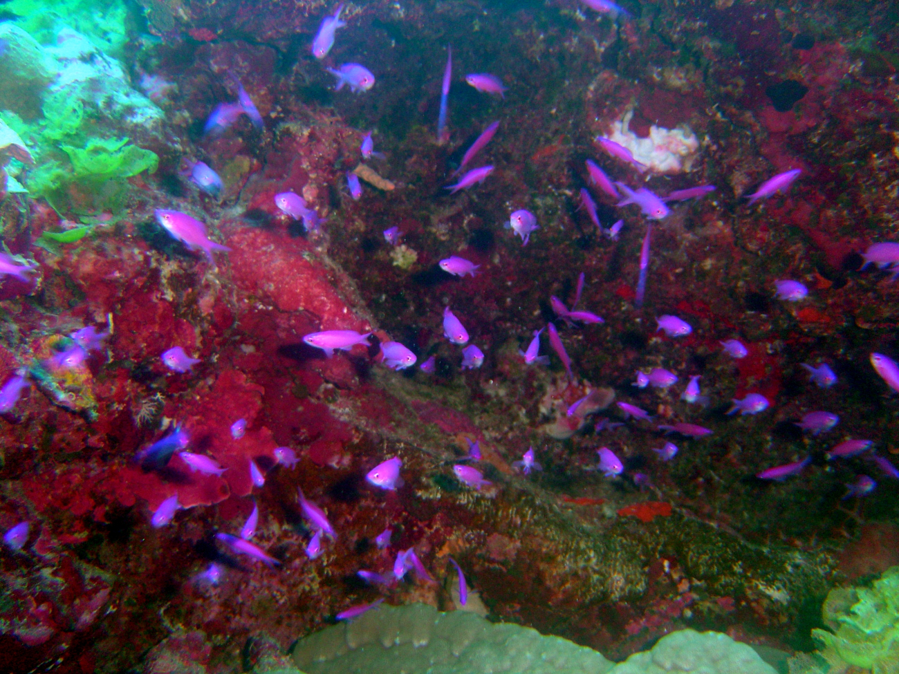 Reef scene with school of purple queen fish (Pseudanthias pascalus)