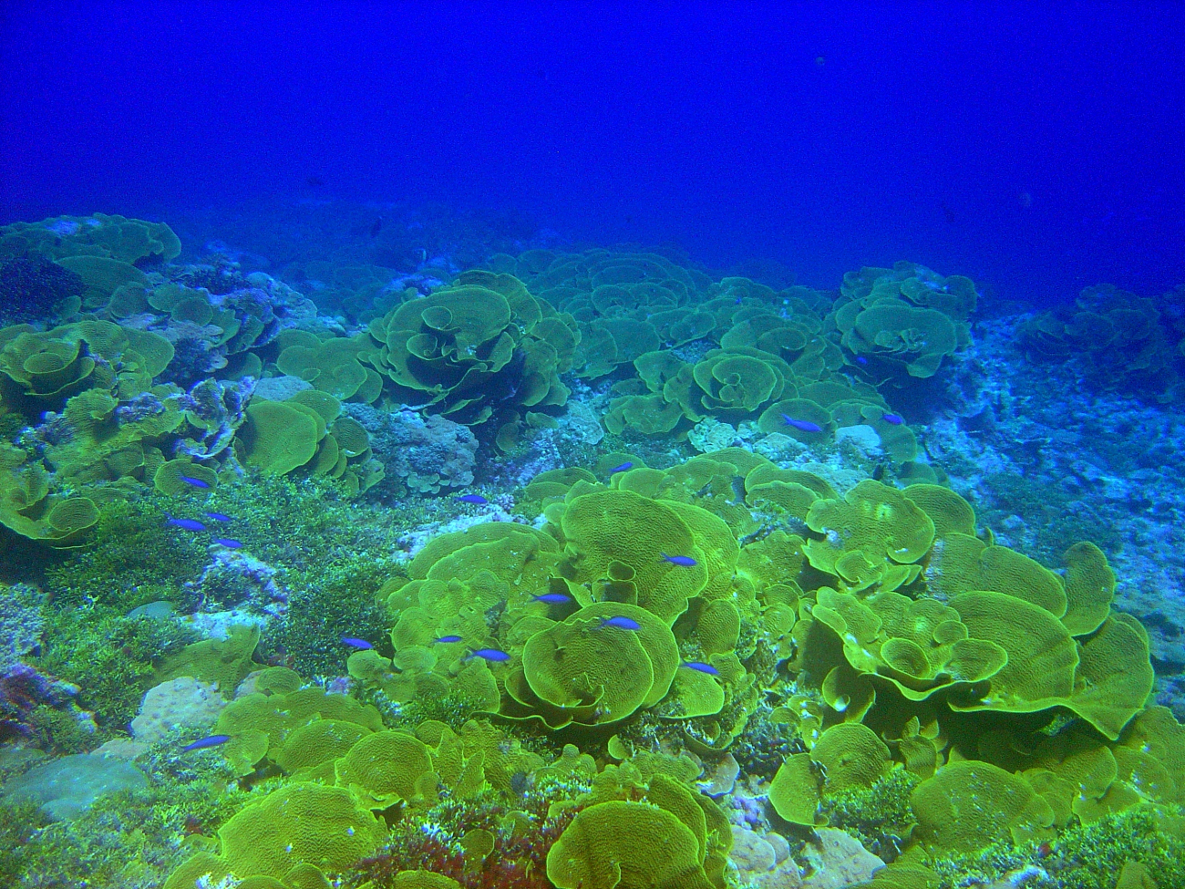 Cabbage coral