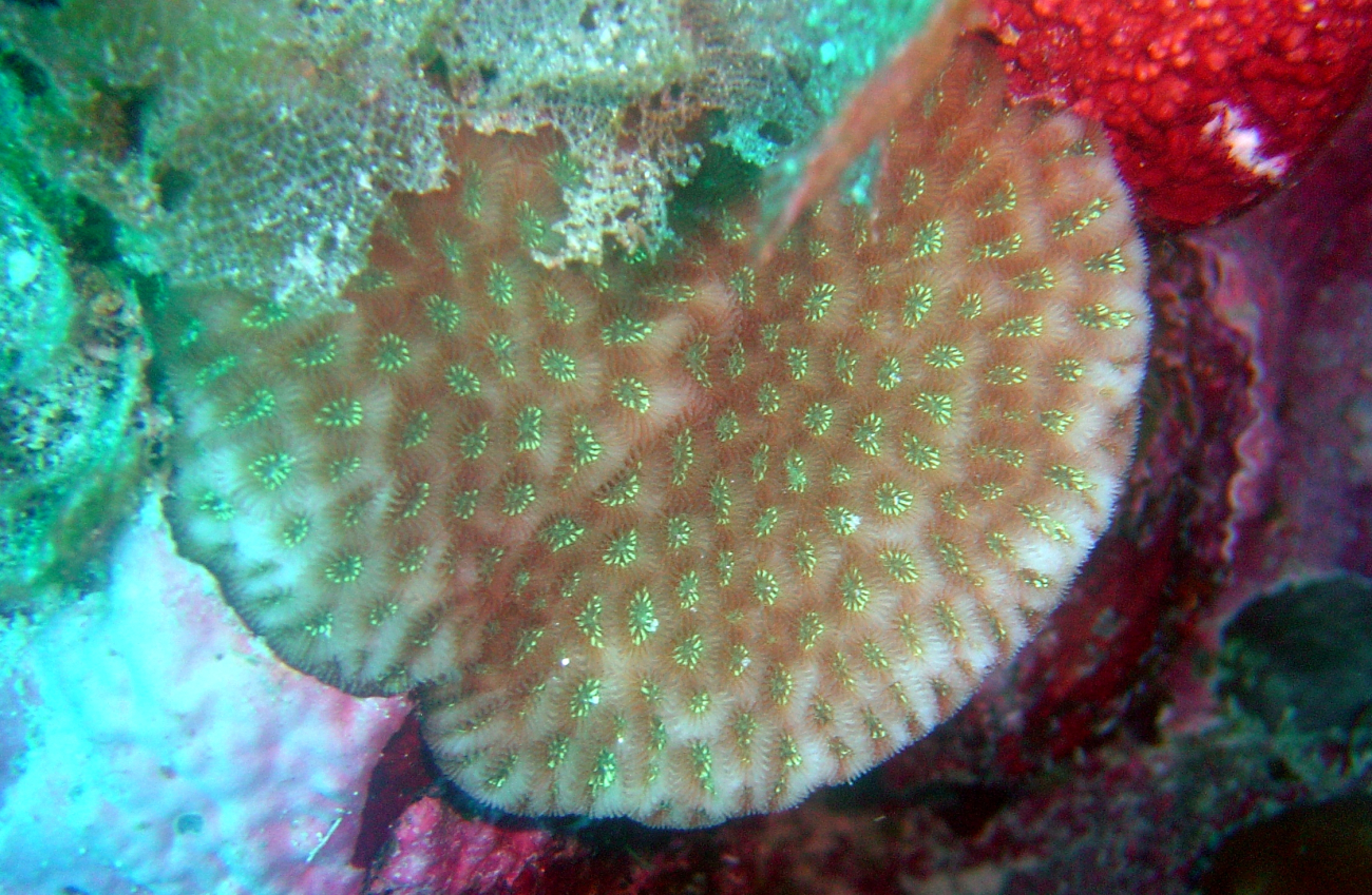 Coral unidentified