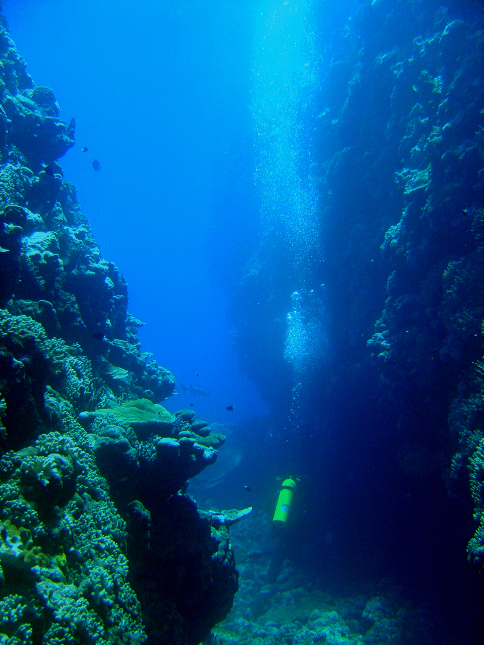 Diver between vertical walls on coral reef with shark cruising in the distance