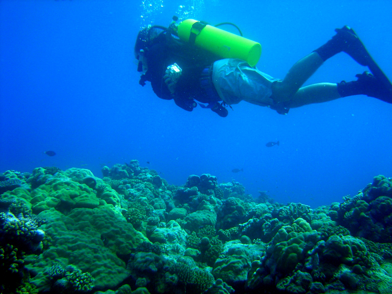 Diver swimming over the reef
