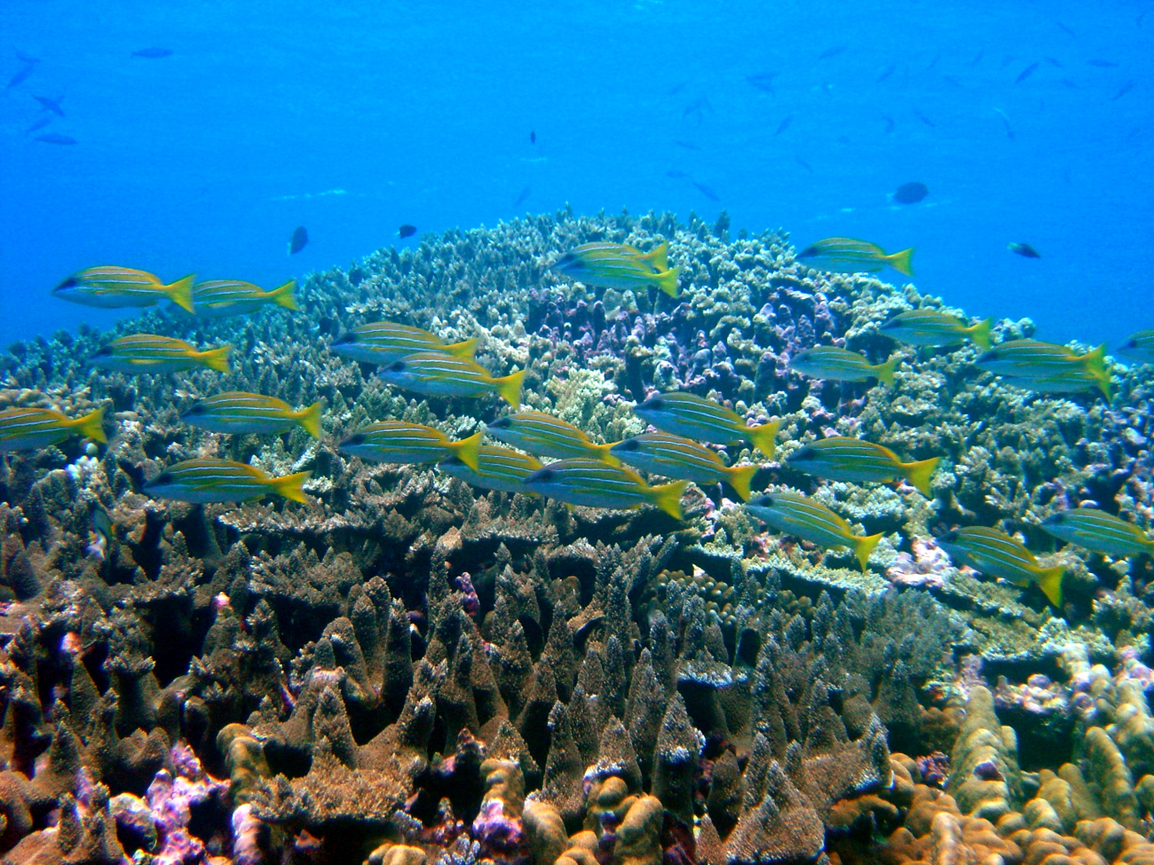 Reef scene with school of bluestripe snapper (Lutjanus kasmira)