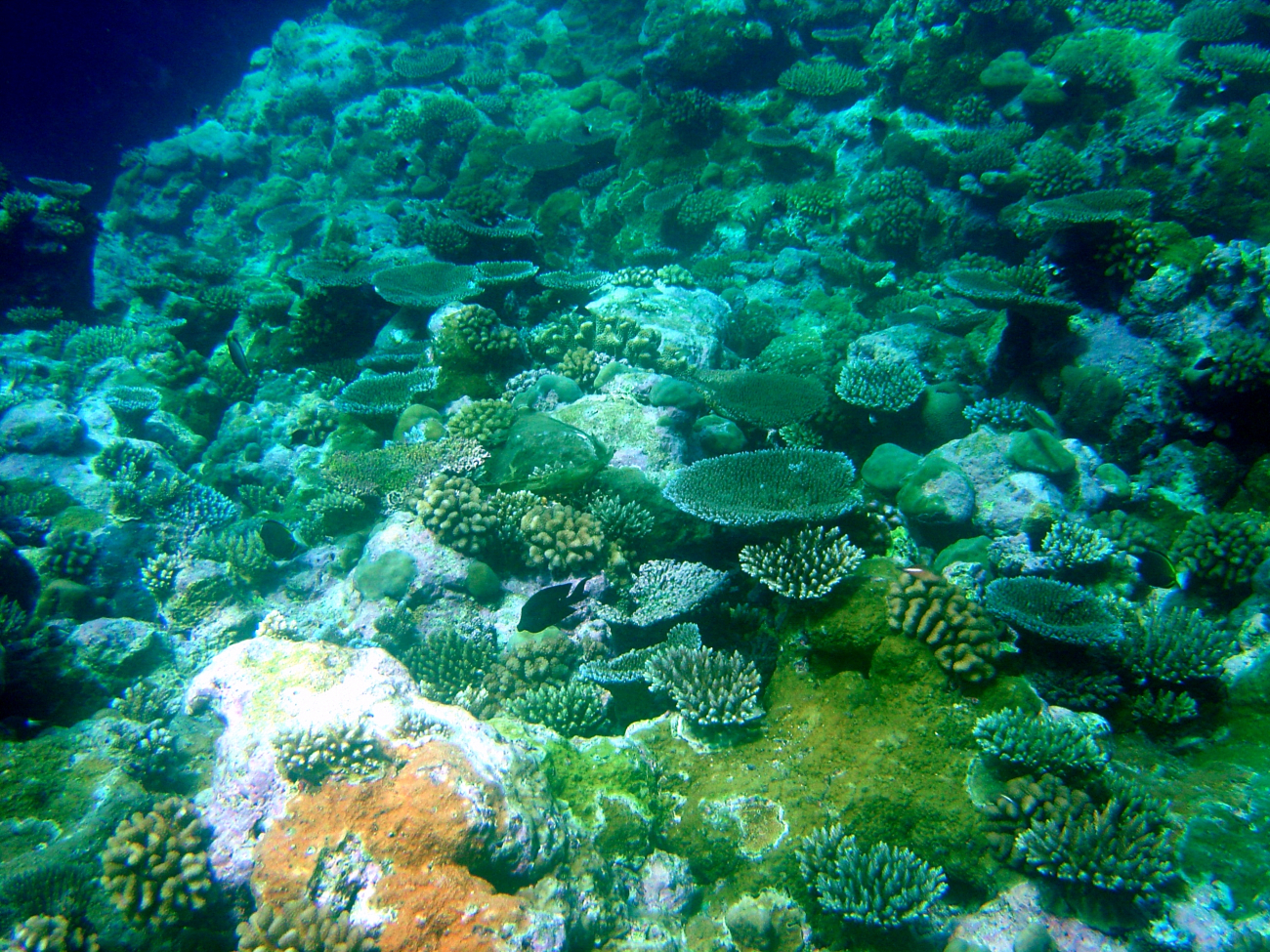 A reef scene dominated by various species of Acropora